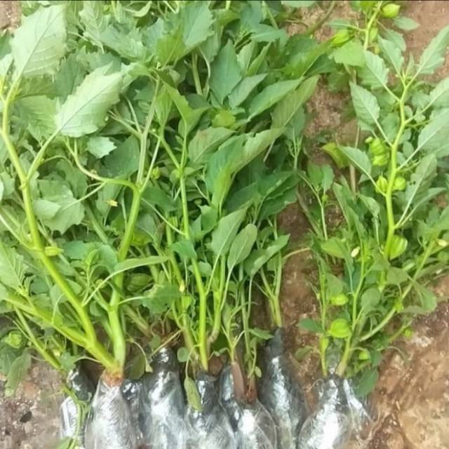 Pohon Ciplukan / Cecendet Tanaman Herbal Bibit Pohon Ciplukan/Cecendet