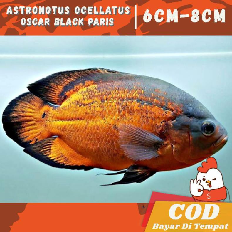 Ready Ikan Predator Hias Oscar Black Paris Tembaga Super Garansi