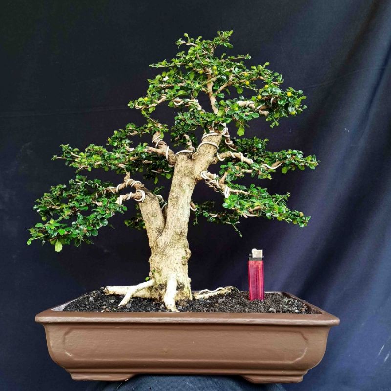 Bonsai Pohon Tanaman Hias Hokianti Mikro Buah Import Style Natural
