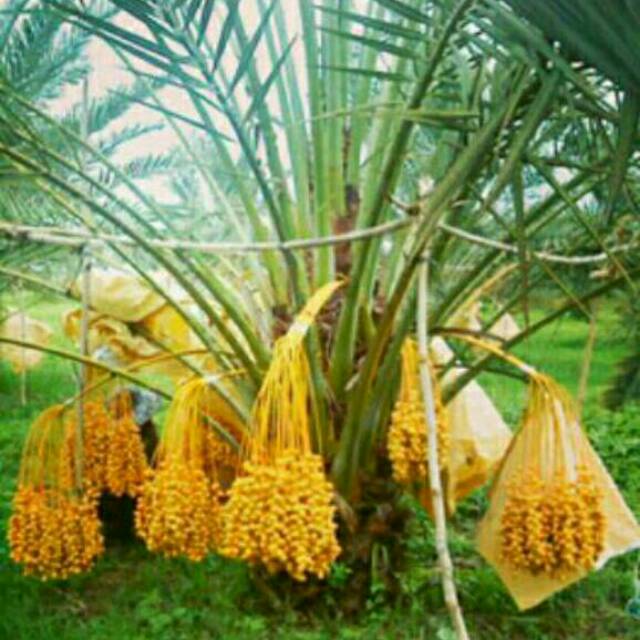 PROMO TAHUN BARU Bibit Tanaman buah Kurma Ajwa Konvensional Siap Tanam paket 3 pohon