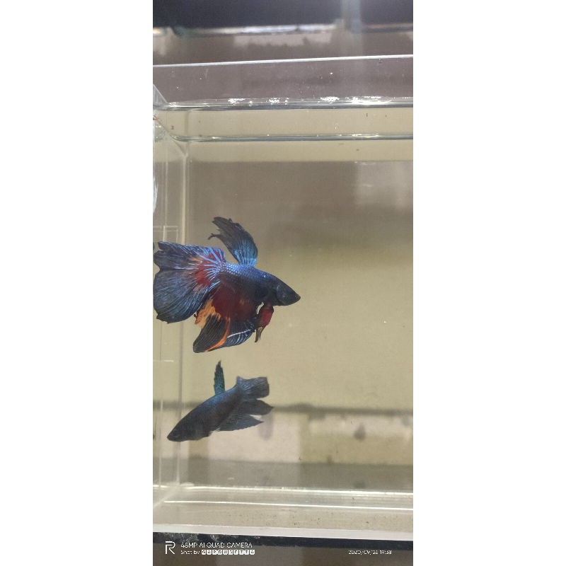 Ikan Cupang Halfmoon 1pair