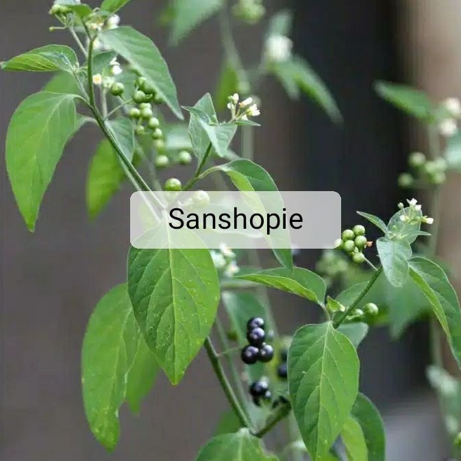 

Daun Ranti Atau Daun Leunca Hutan Segar 1 Kg