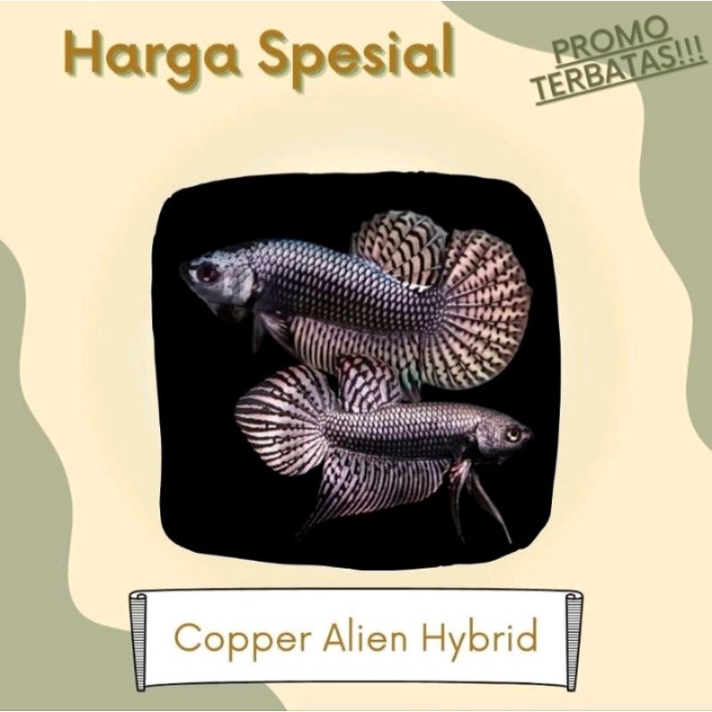 ikan cupang caper alien