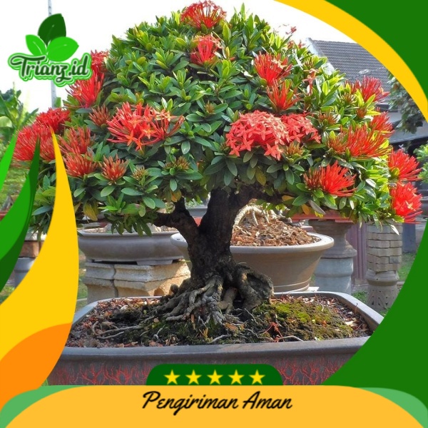 Bonsai asoka india (Bahan bonsai Berbentuk pohon) Harga murah