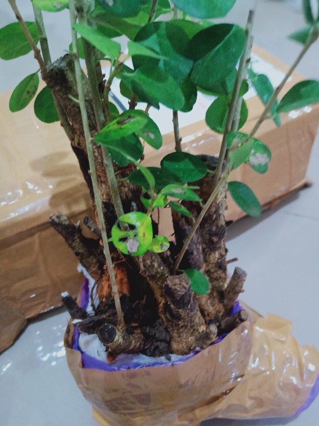 Bahan Bonsai Pohon Sisir / Kaliage Medium Berkarakter