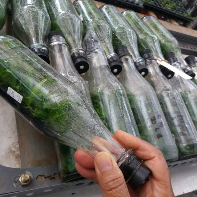 Bibit Anggrek Botol Dendrobium (SIAP AKLIM)