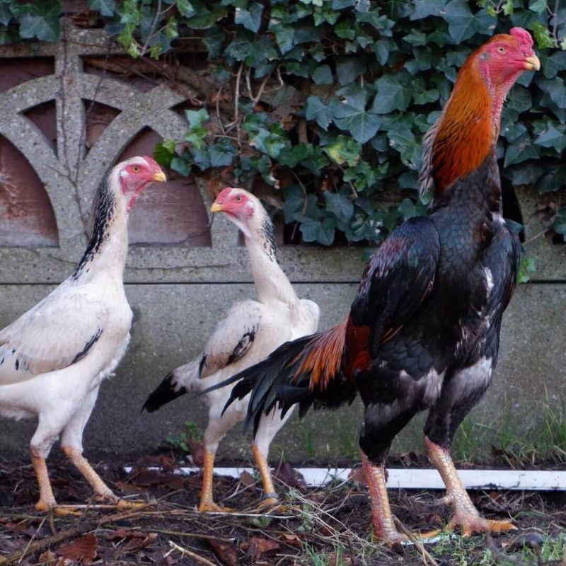 

telur ayam jenis shamo