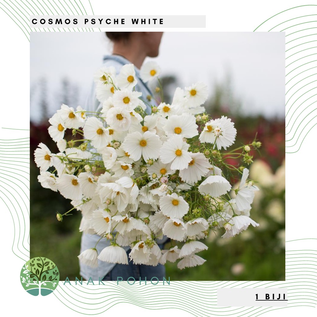 Benih Bibit Biji - Bunga Cosmos Psyche White Cosmos Cupcake White Flower Seeds - IMPORT