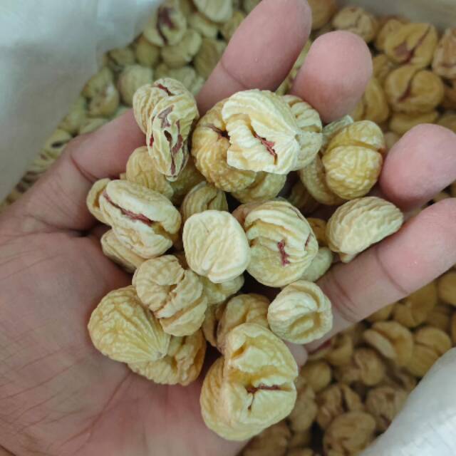 

Lakci / Chestnut / Kacang barangan