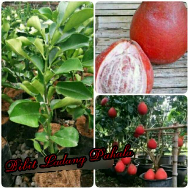 Bibit Jeruk Bali Merah Pamelo Red Ruby