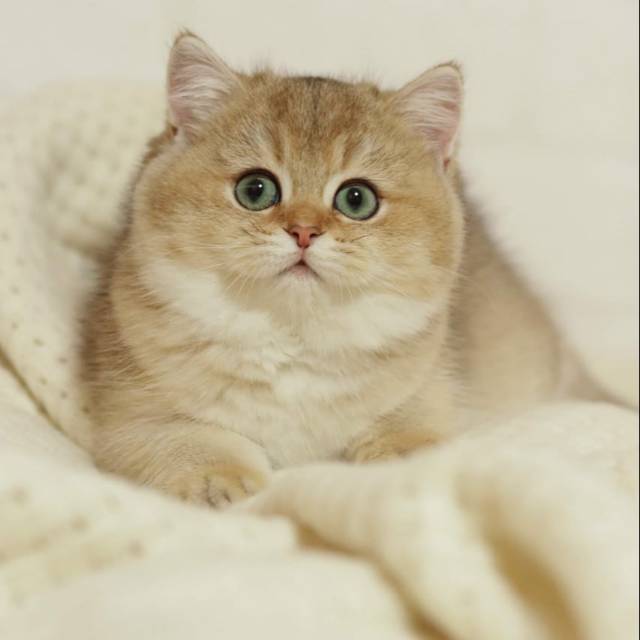 Kucing British Shorthair Bsh Import From Europe Golden Female Shopee Indonesia