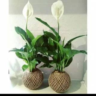 Tanaman hias spatuphilum peace lily taneman pembersih ...