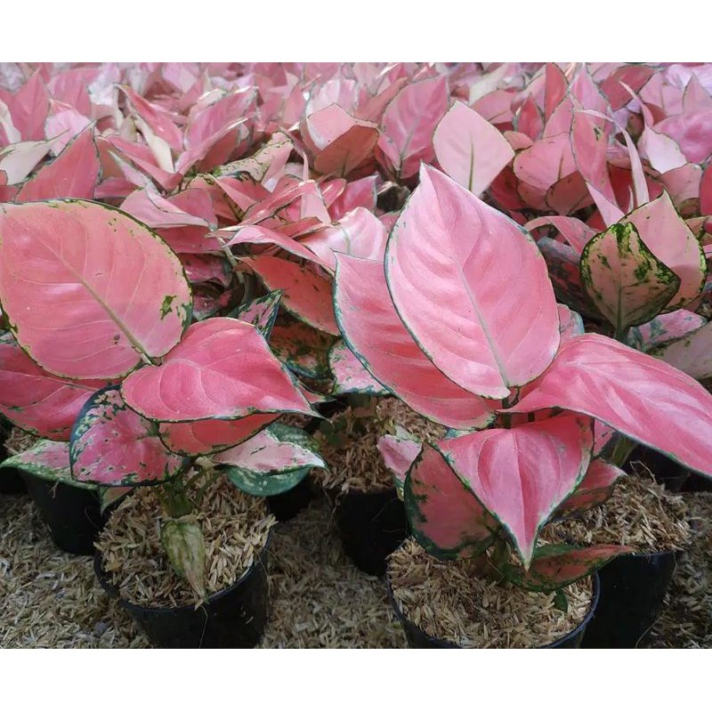 aglonema-pink katrina