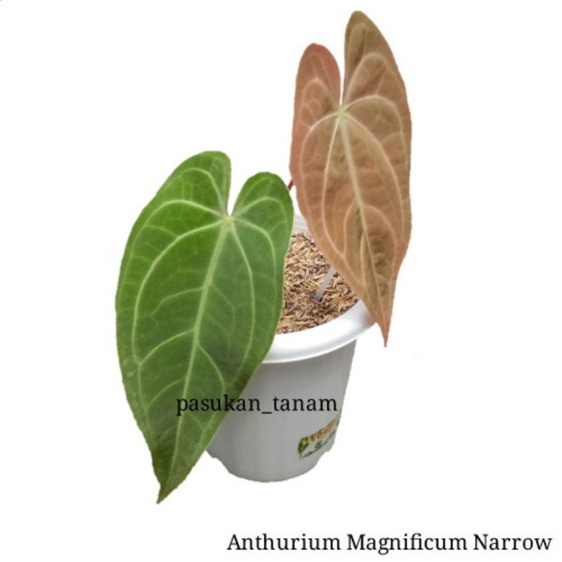 tanaman hias anthurium magnificum verde / kuping gajah magnificum size remaja