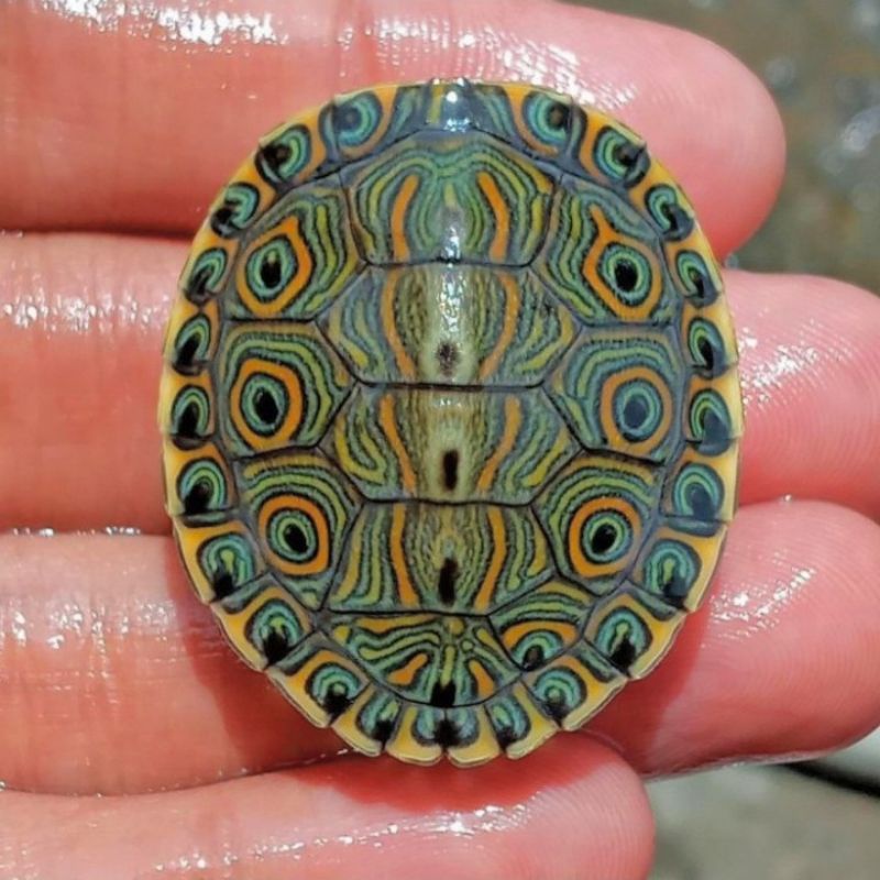 Mainan Anak Kura Kura Venusta Peacock Slider Turtle Baby Shopee Indonesia