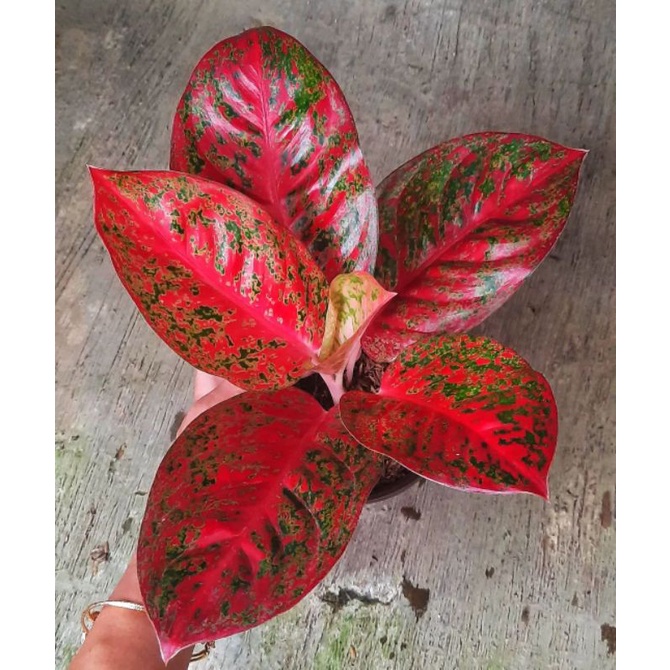 Bibit bonggol aglonema Red Stardust Mutasi Cantik