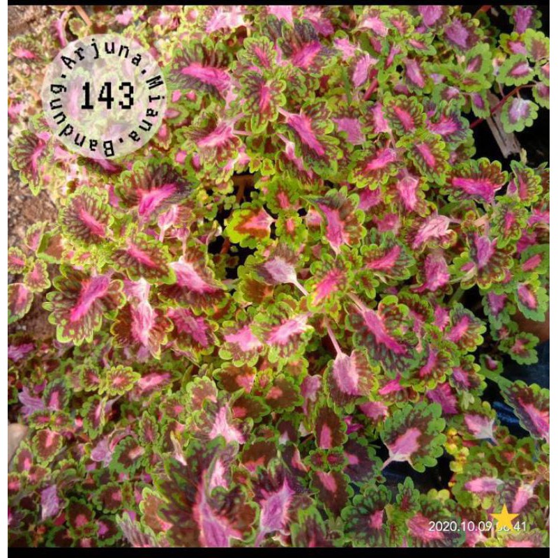 Miana kode 143 /Arjuna Miana Bandung