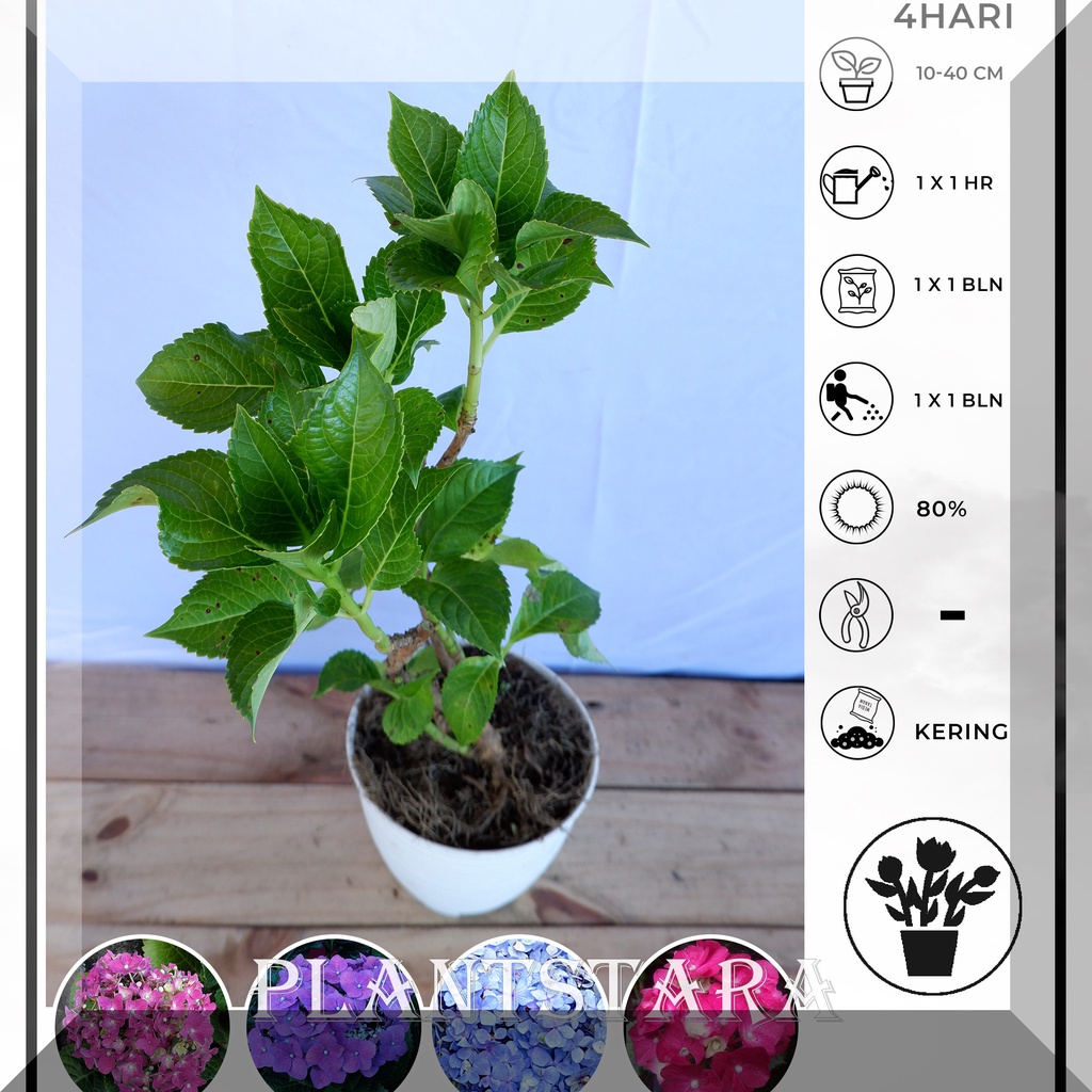 Bibit Pancawarna - hortensia holland (Hydrangea macrophylla)