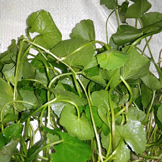 

Daun peganggan segar per ikat
