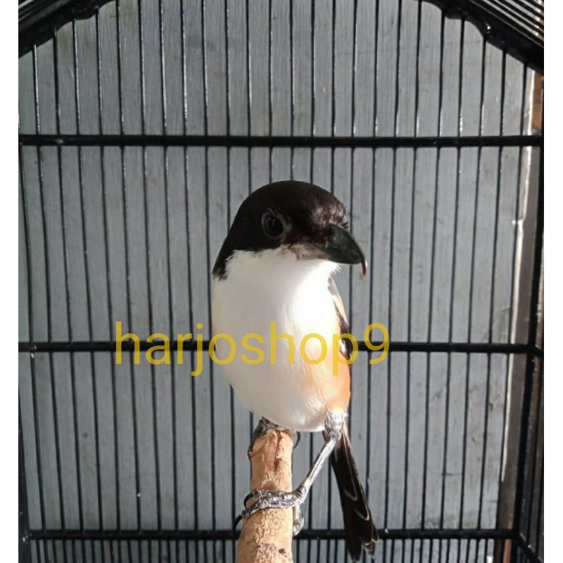 pentet Burung cendet asli jawatimur bahan pilihan