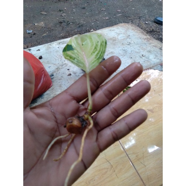 aglonema MOONLIGHT baby