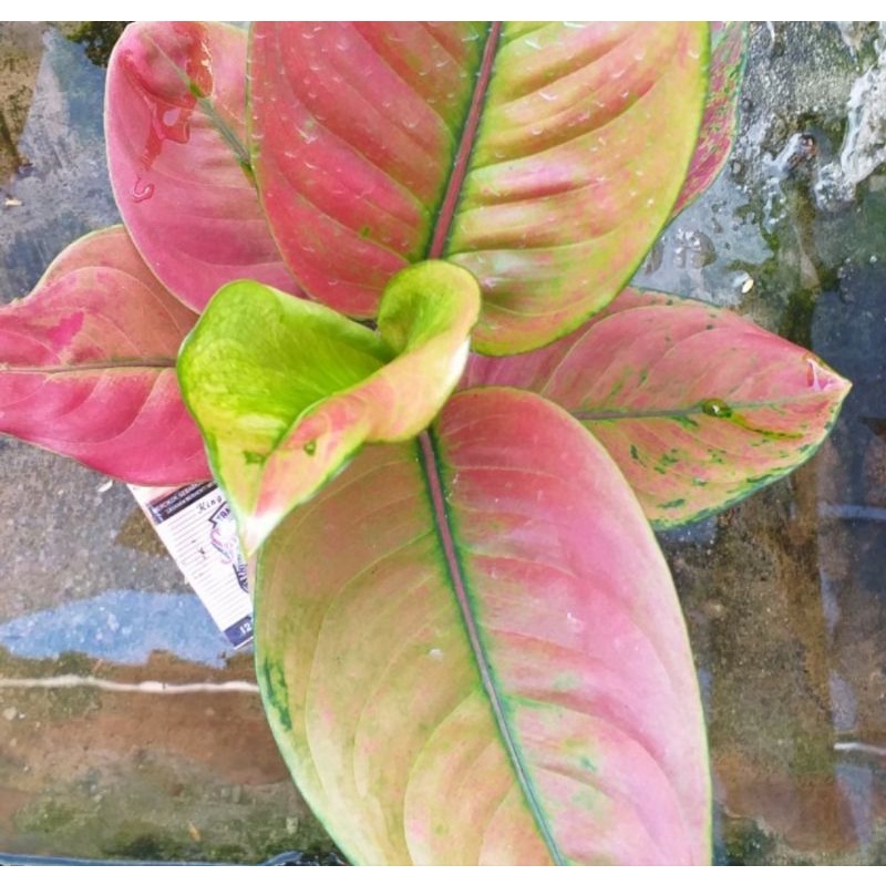 Aglonema AYUNINDI LOKAL