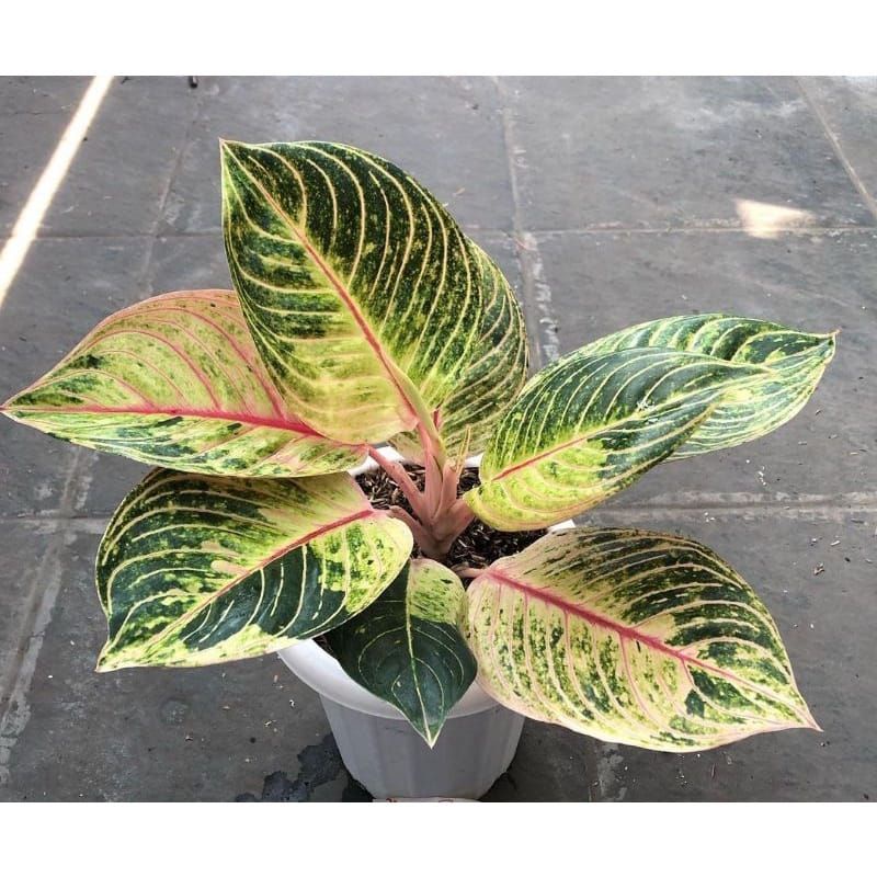 Tanaman Hias Aglonema Esmeralda Golden