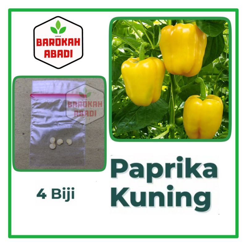 4 Benih Paprika Kuning F1 Golden Star Sayuran Unggul Known You Seed - Bibit Tanaman