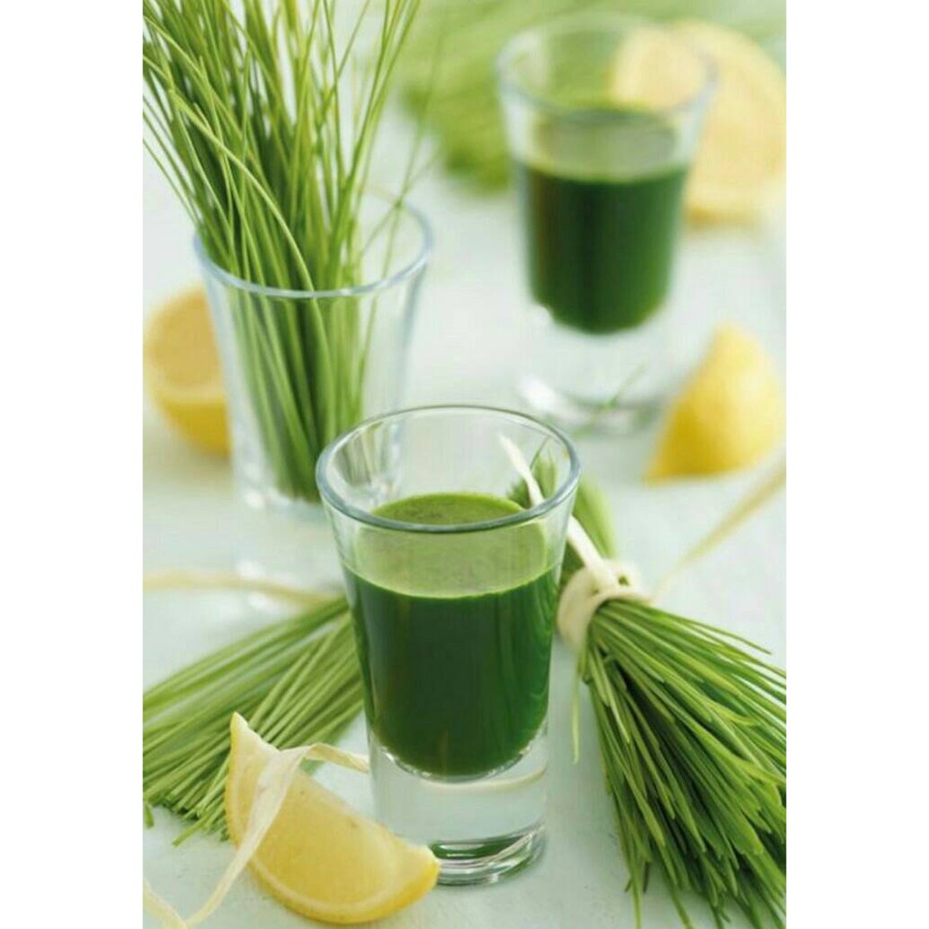 

WHEATGRASS POWDER NET 100 GRAM 100% MURNI NATURAL FOOD GRADE NO ADDITIVES