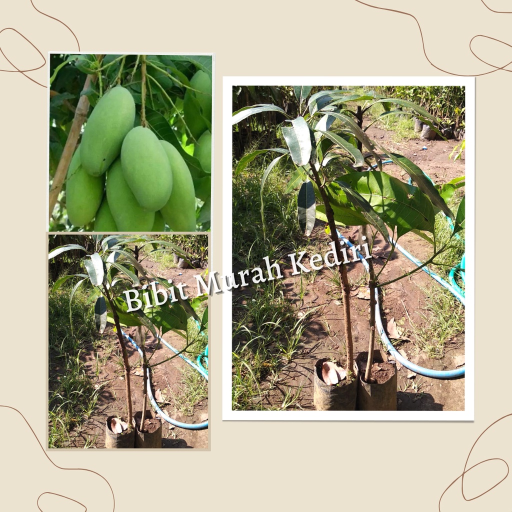 Bibit Buah Mangga Golek Jumbo