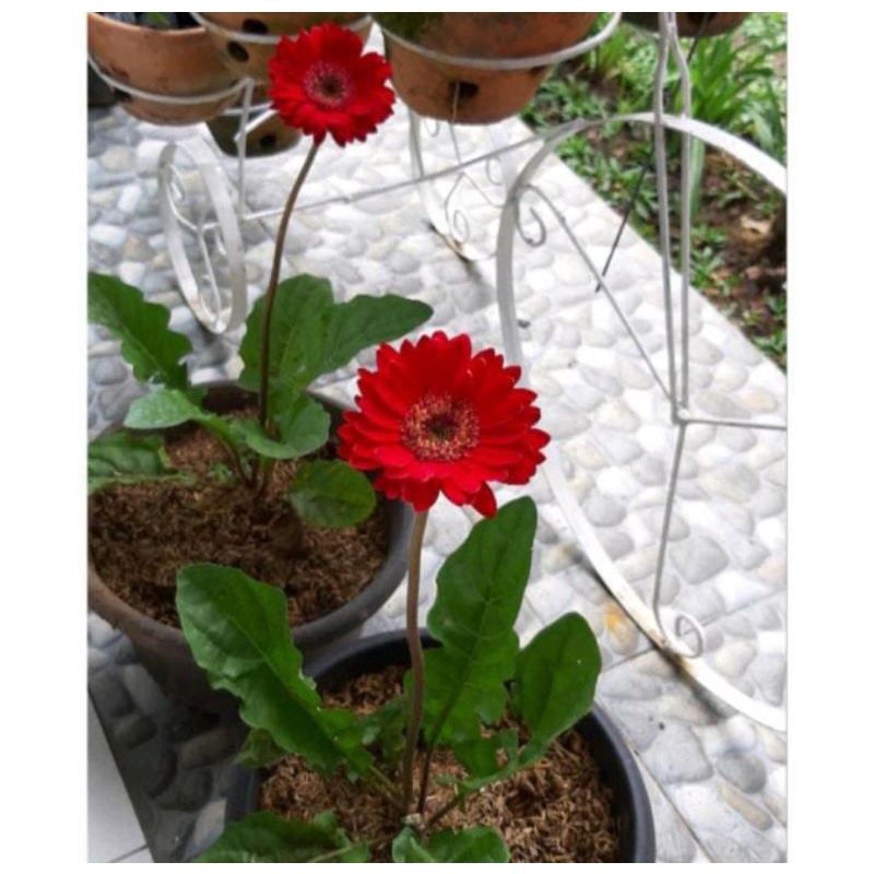TANAMAN HIAS BUNGA GERBERA MERAH HIDUP