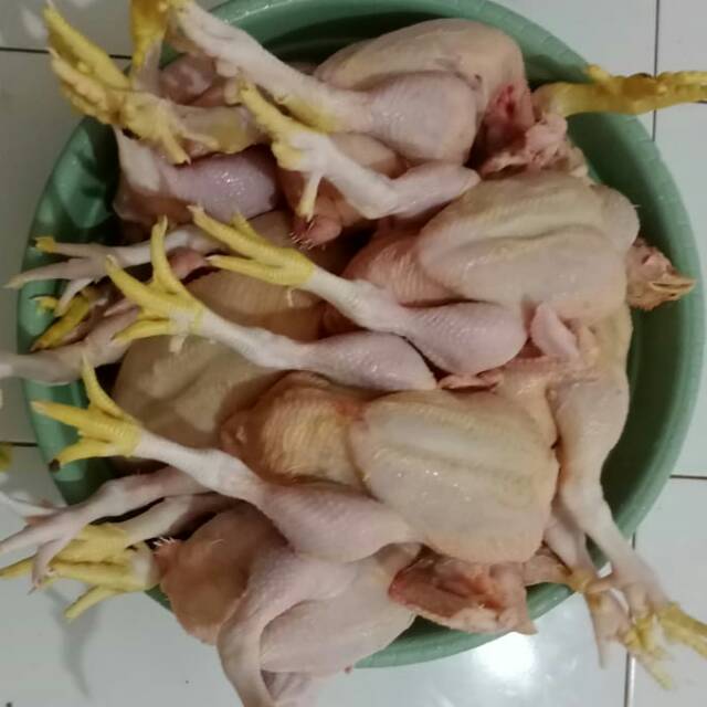 

Ayam boiler