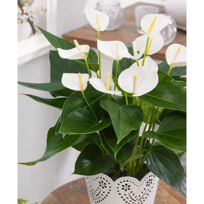 TANAMAN HIAS ANTHURIUM MICKEY MOUSE ANGELICA WHITE LIGHT