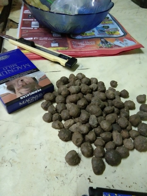 Bibit Porang Dorman | Katak Super Mini 700/ Biji