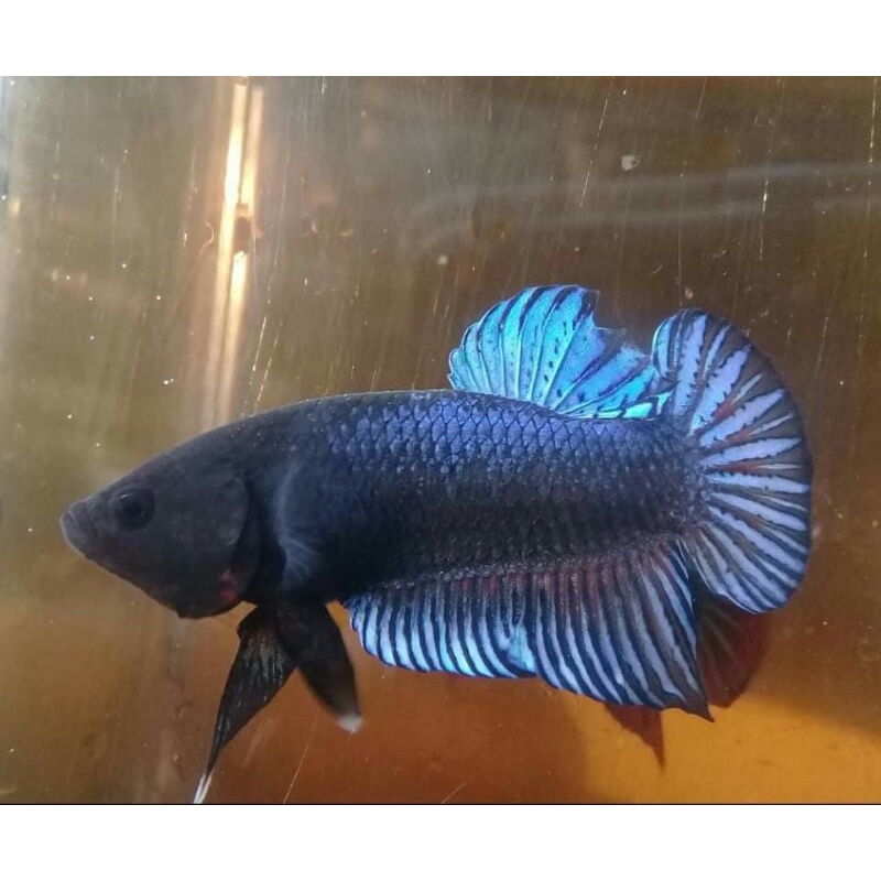 Ikan Cupang aduan Lokal Super