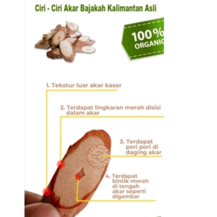 BAJAKAH ASLI DARI KALIMANTAN TANPA CAMPURAN APAPUN ASLI MURNI 100% 250 gr