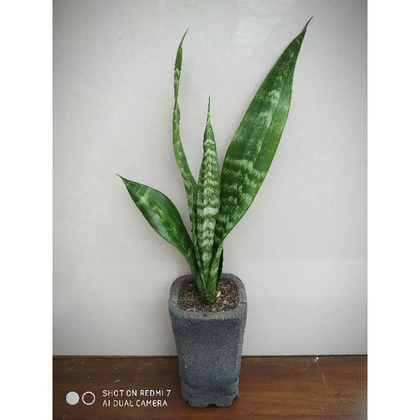 sansevieria japanes mutasi