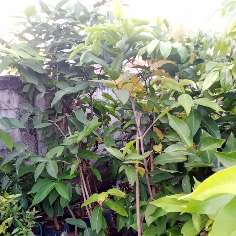 Tanaman Jambu Air, Jambu air