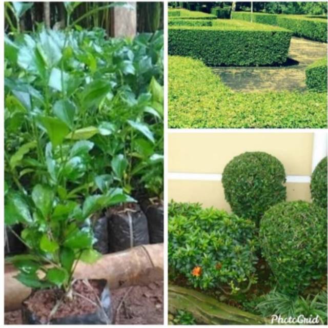 POHON TEH TEHAN PAGAR-bibit tanaman teh tehan pagar