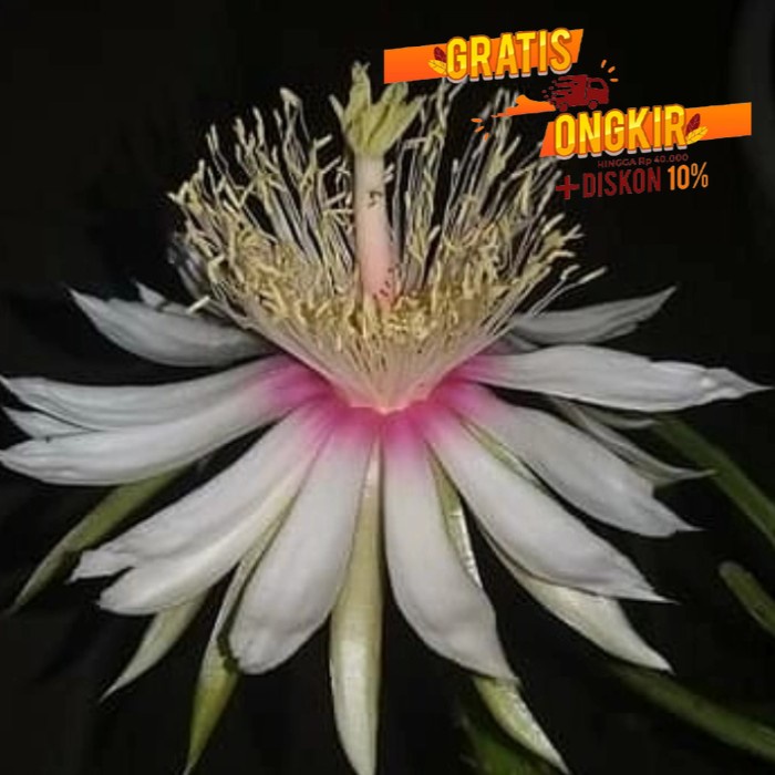 wijaya Kusuma daun kris bunga besar /BUNGA HIDUP TANAMAN HIAS GANTUNG HIDUP/BUNGA HIASAN RUMAH MURAH