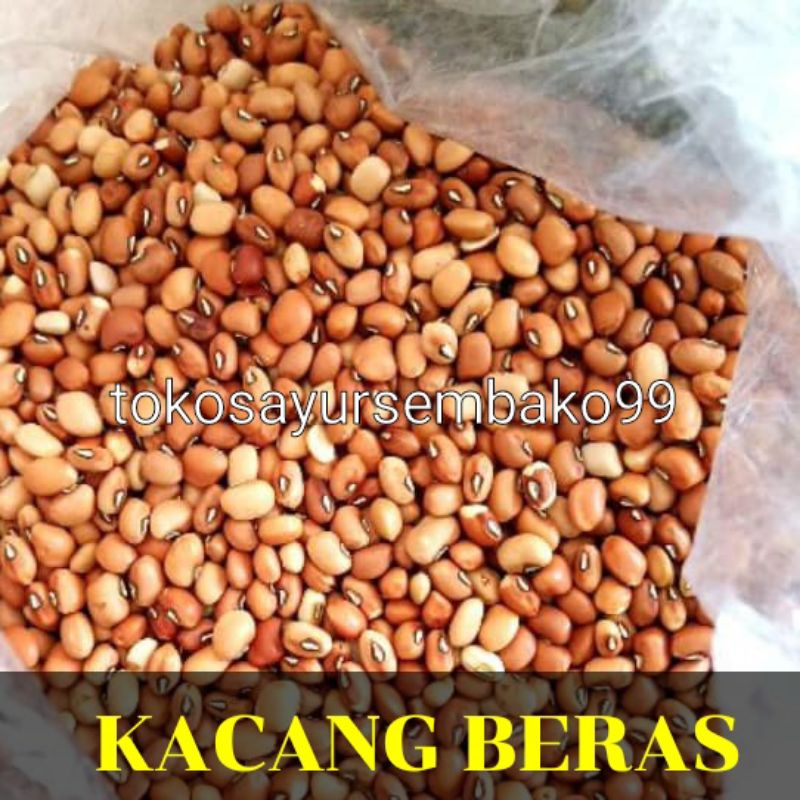 

Kacang beras / Otok fresh 500 gr - 1 kg