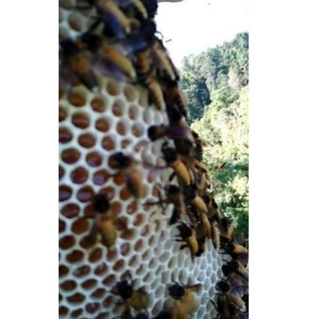 

Terlarisss Madu murni madu sumbawa premium 1kg madu asli madu murah | madu jakarta LG0