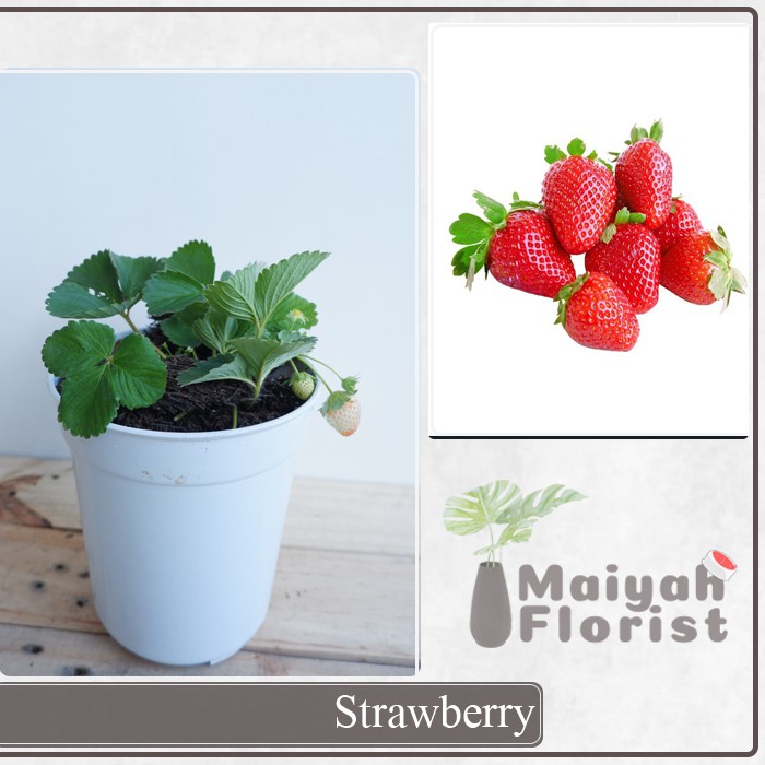 Strawberry / Stroberi - Tanaman Buah