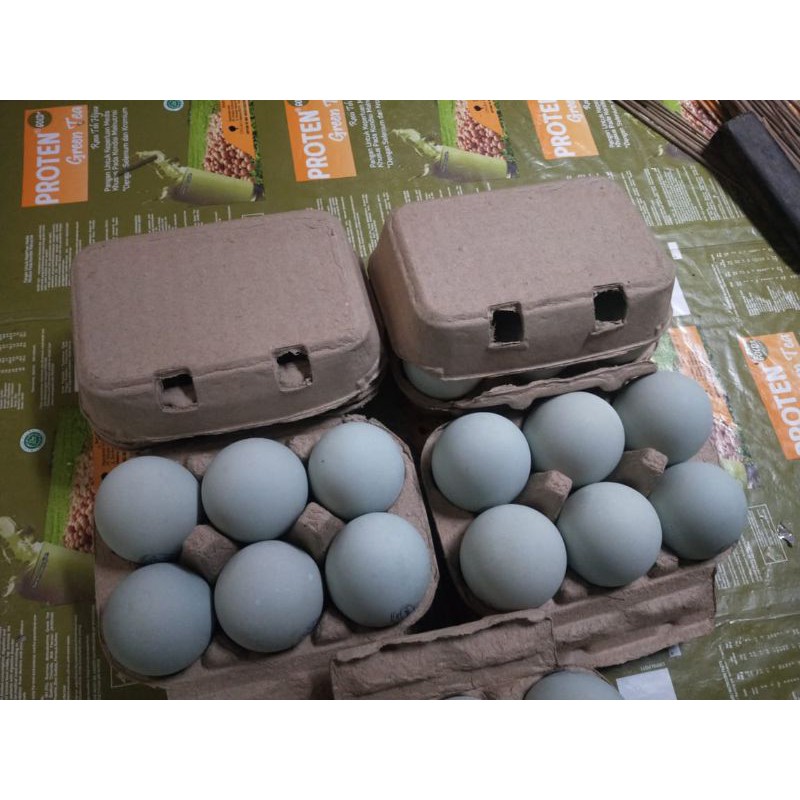 

TELUR ASIN GRADE A