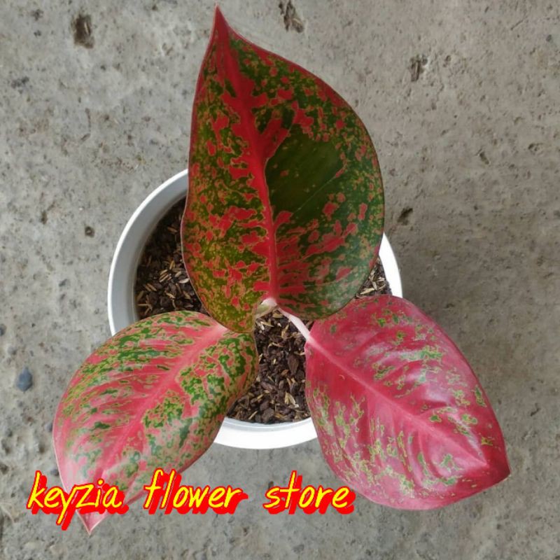 jual anakan red stardust/bunga aglonema baby red stardust