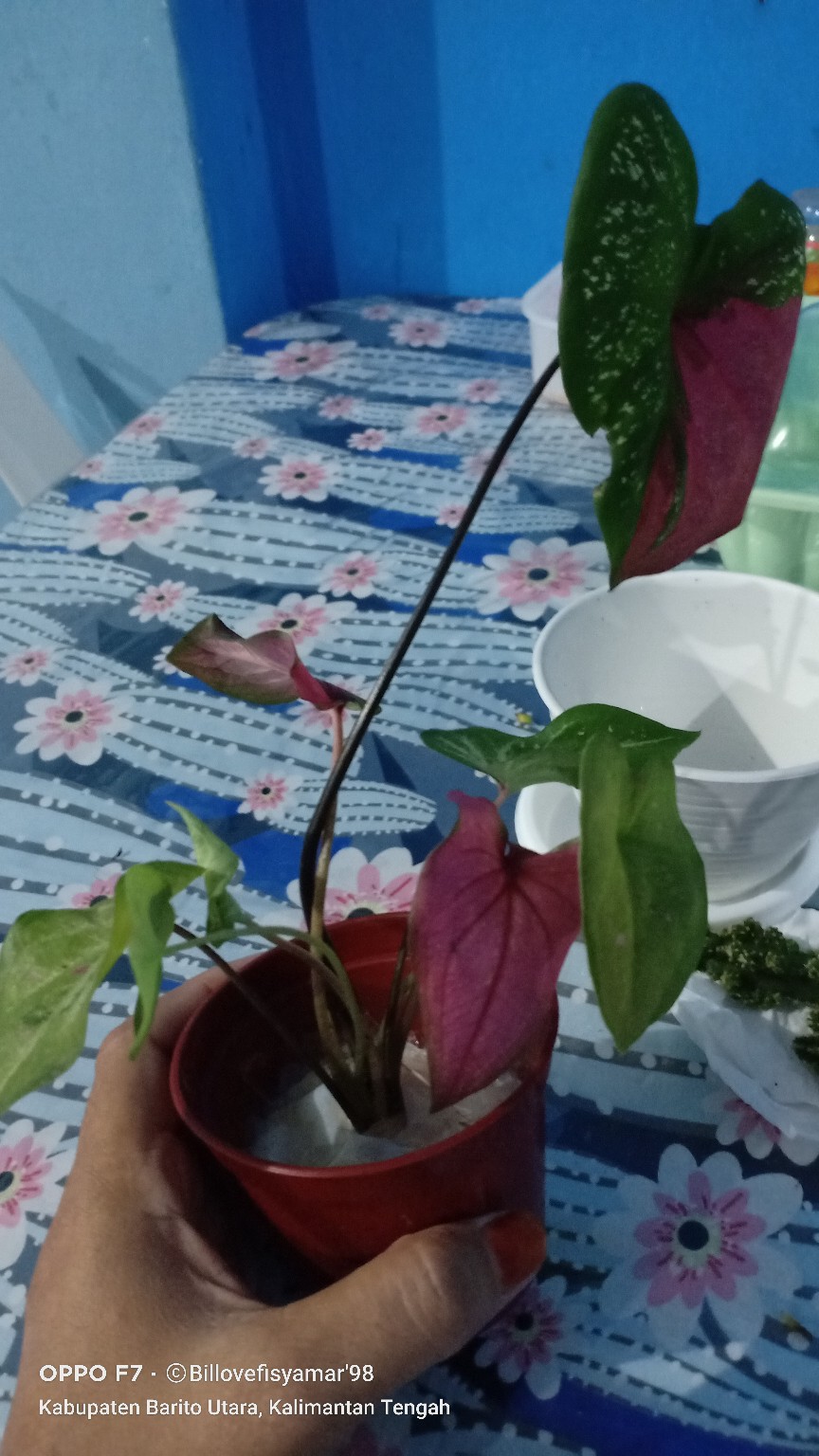 Keladi Green Spider Gratis Karantina