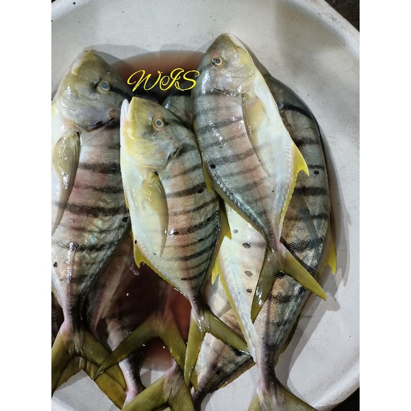 

ikan kuwe manggaline 1kg ikan segar harian