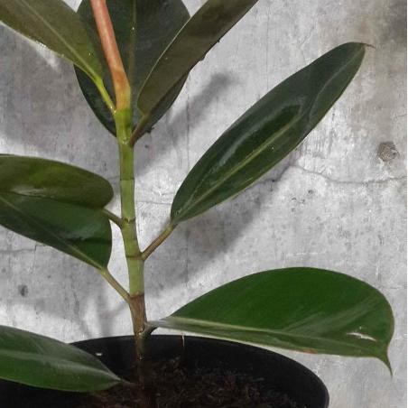 ❈ Jual Bibit Pohon Karet Kebo Daun Karet Kebo ☃