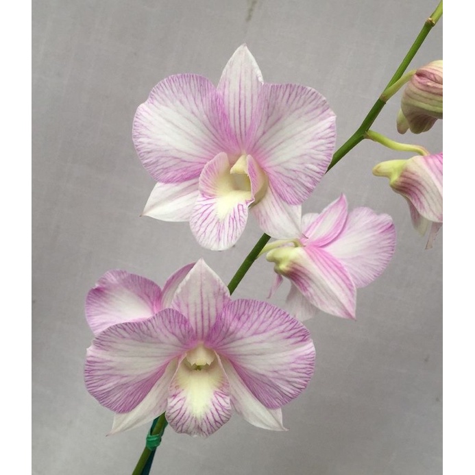 PROMO Seedling Anggrek Dendrobium Pink Sweet x Flora Fantasi Tanaman Hias Murah Bunga Hidup Gantung