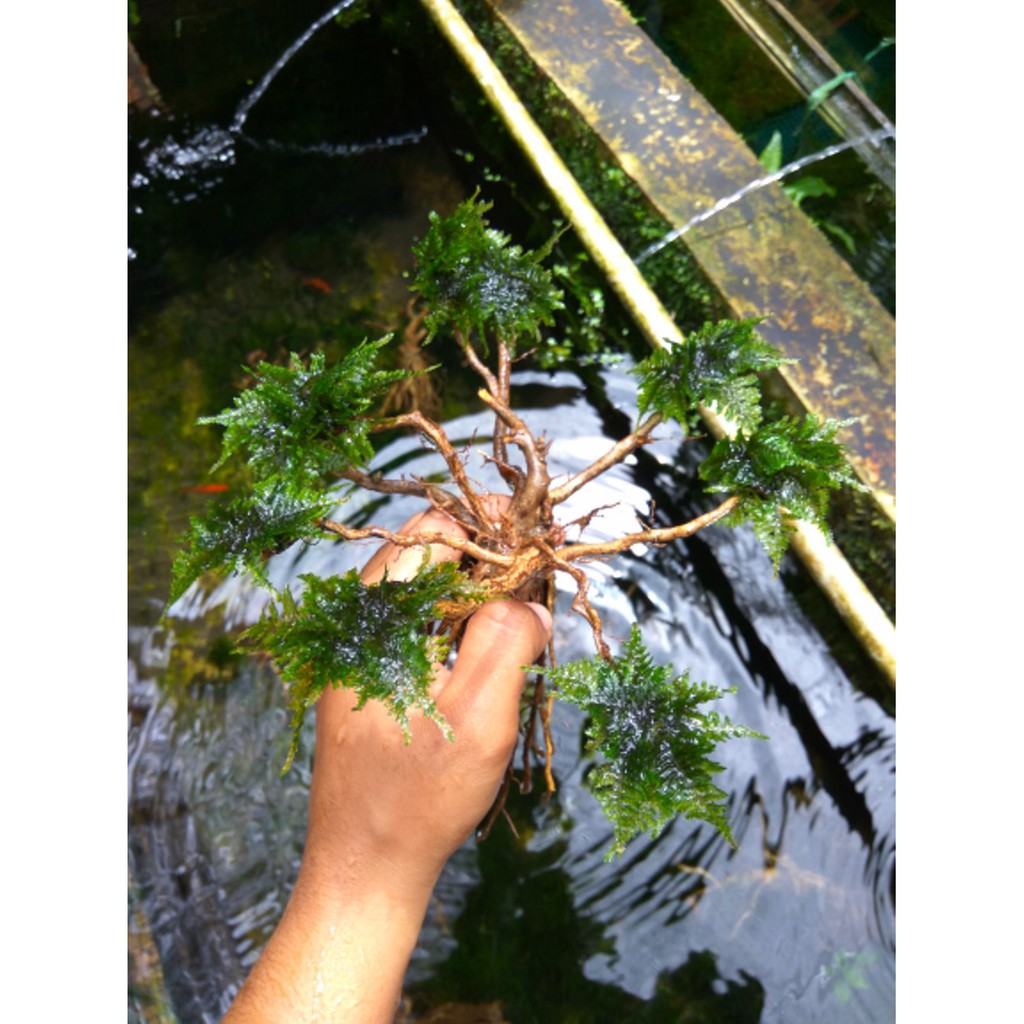 Pohon Bonsai Akar Bonsai Aquascape Tanaman Air Terbatas